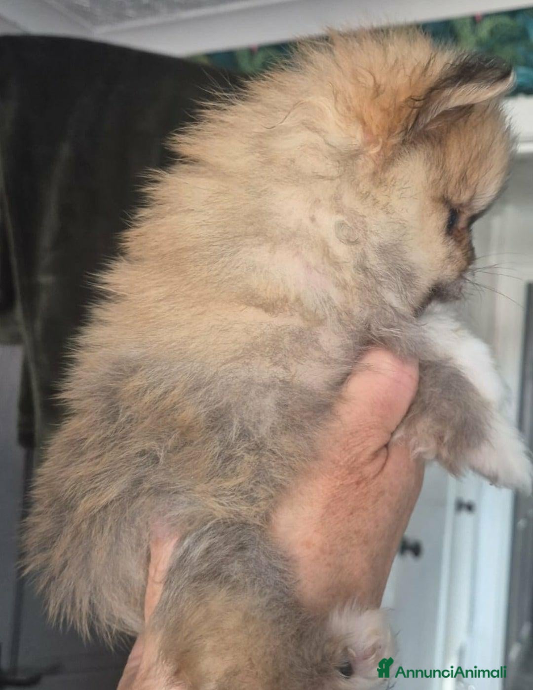 Volpino Pomerania cani in vendita: Cuccioli di Pomerania di tipo Teddy Bear - Annuncio 9