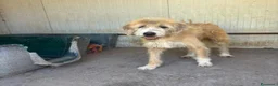 Meticcio cani in regalo: LOLLO 9 anni cerca casa - in adozione a Latina - Annuncio 5