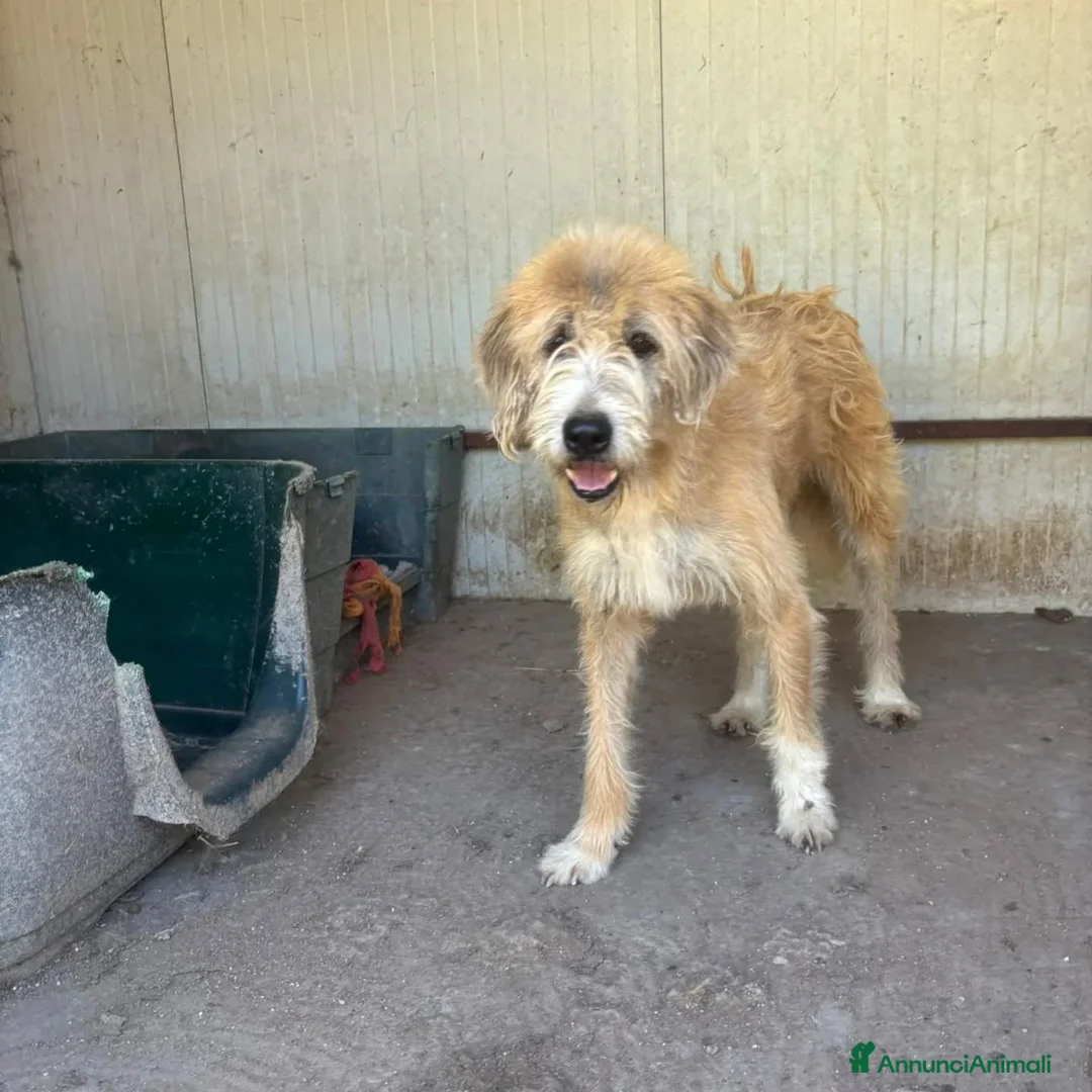 Meticcio cani in regalo: LOLLO 9 anni cerca casa - in adozione a Latina - Annuncio 5