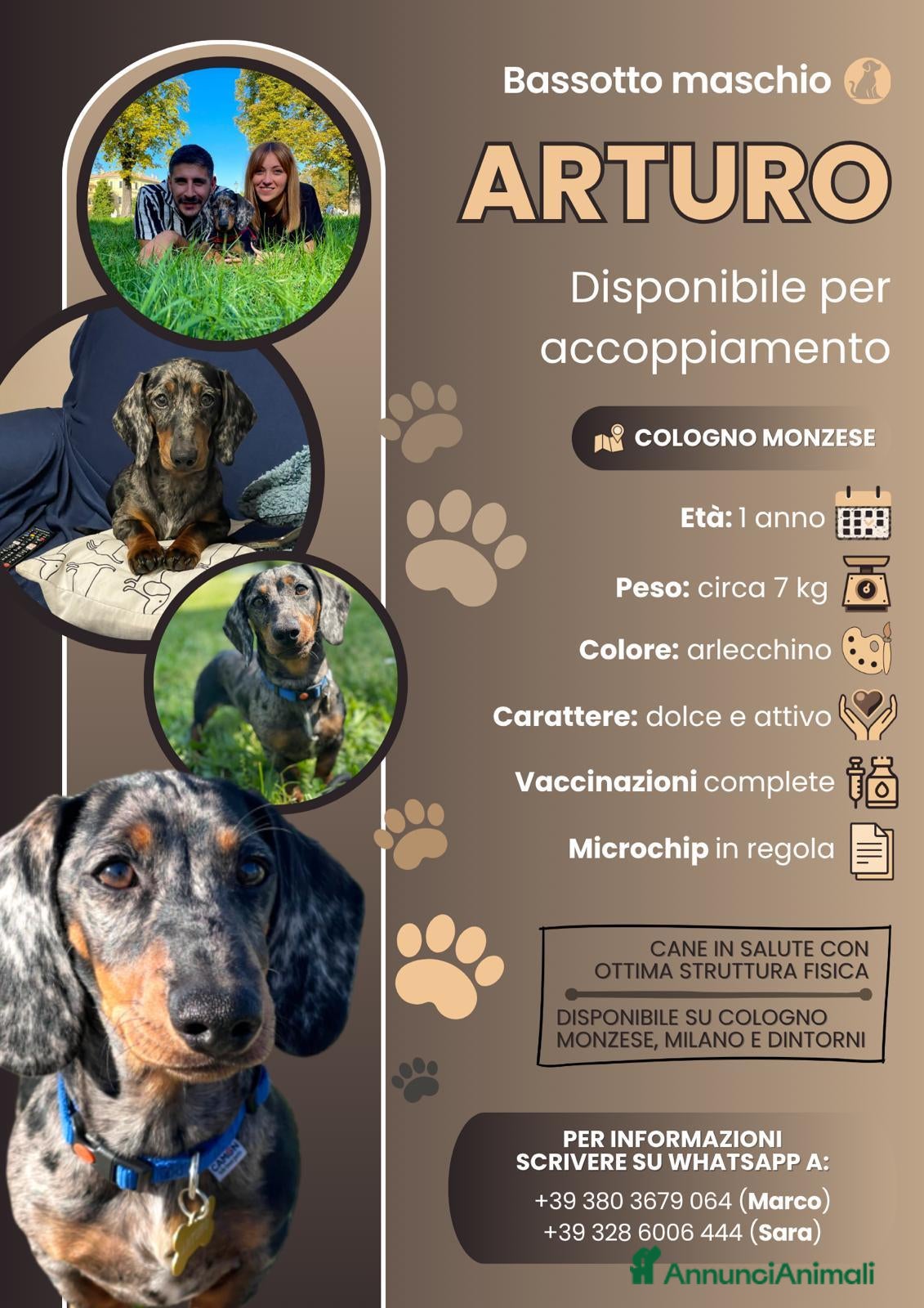 Bassotto cani Cercasi bassottina per accoppiamento  - Annuncio 3