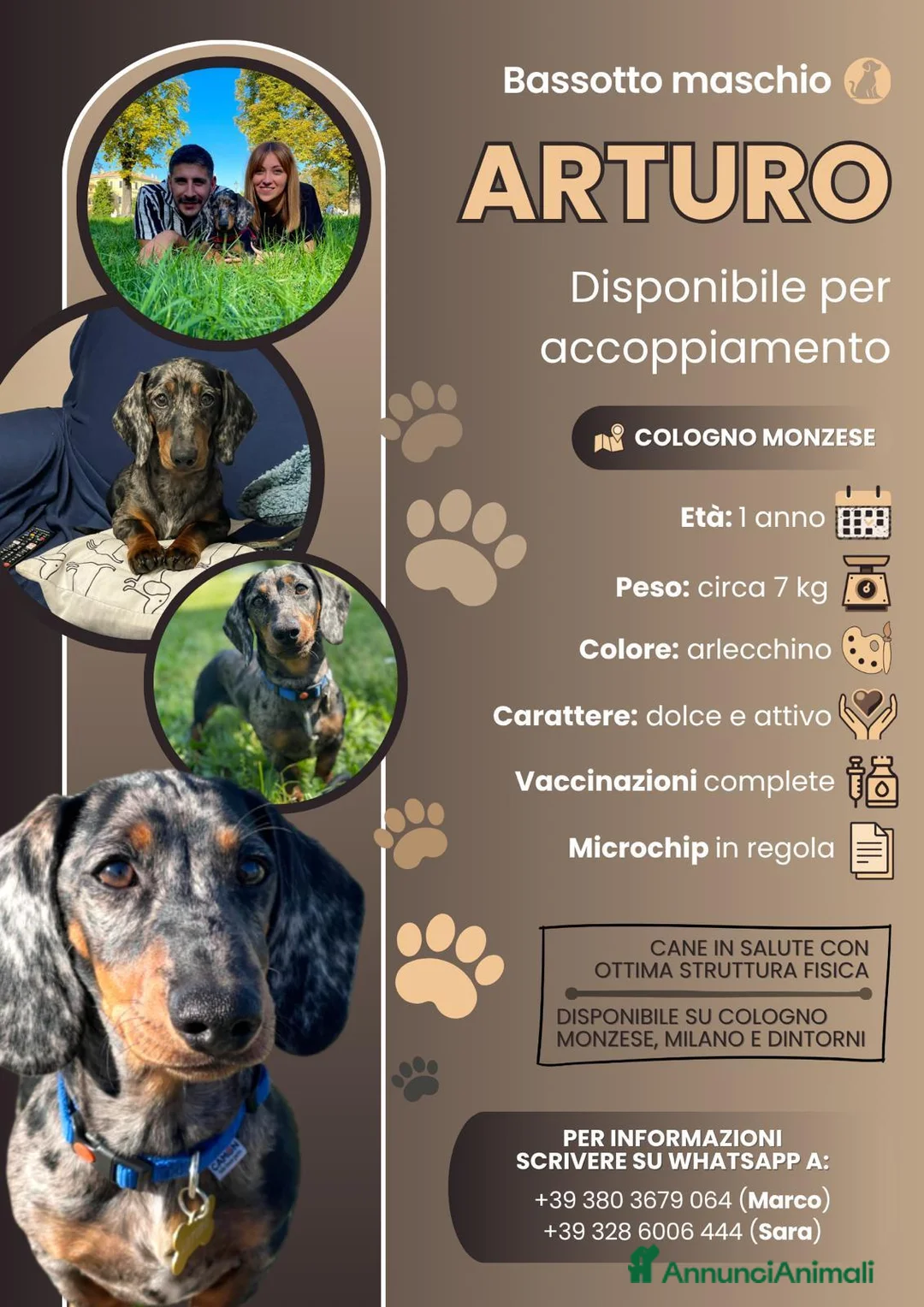 Bassotto cani per accoppiamento: Cercasi bassottina per accoppiamento  a Città metropolitana di Milano - Annuncio 1
