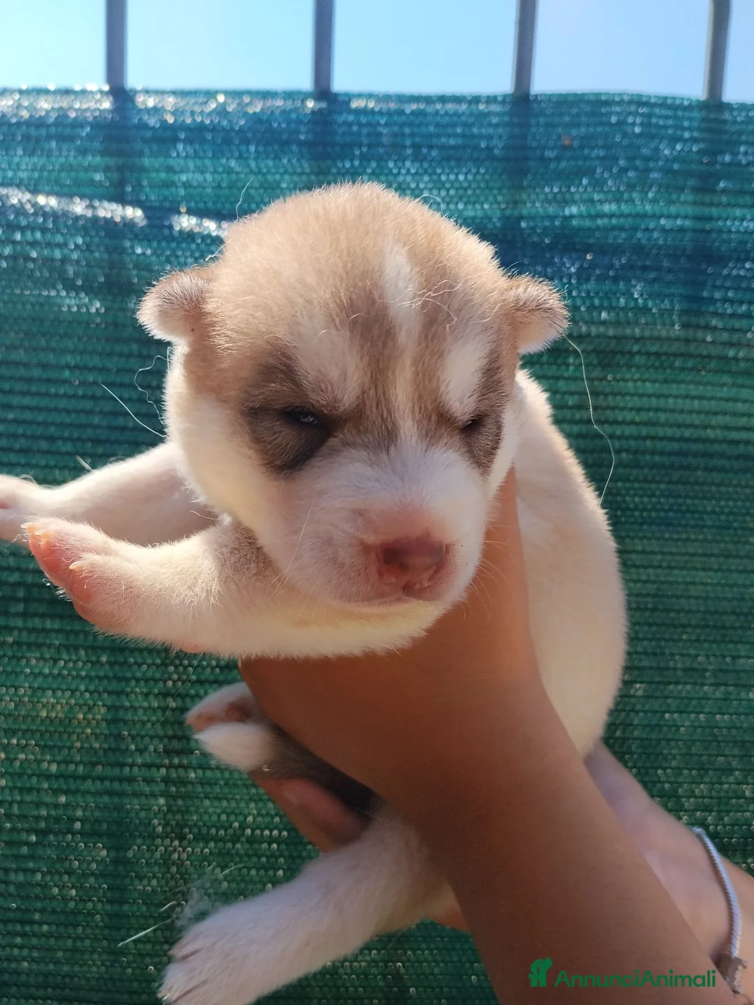 Husky cani in vendita: Cuccioli Siberian Husky  - Annuncio 2