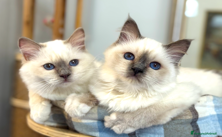 Sacro di Birmania gatti Sacri di birmania, dolcissimi cuccioli - Annuncio 16
