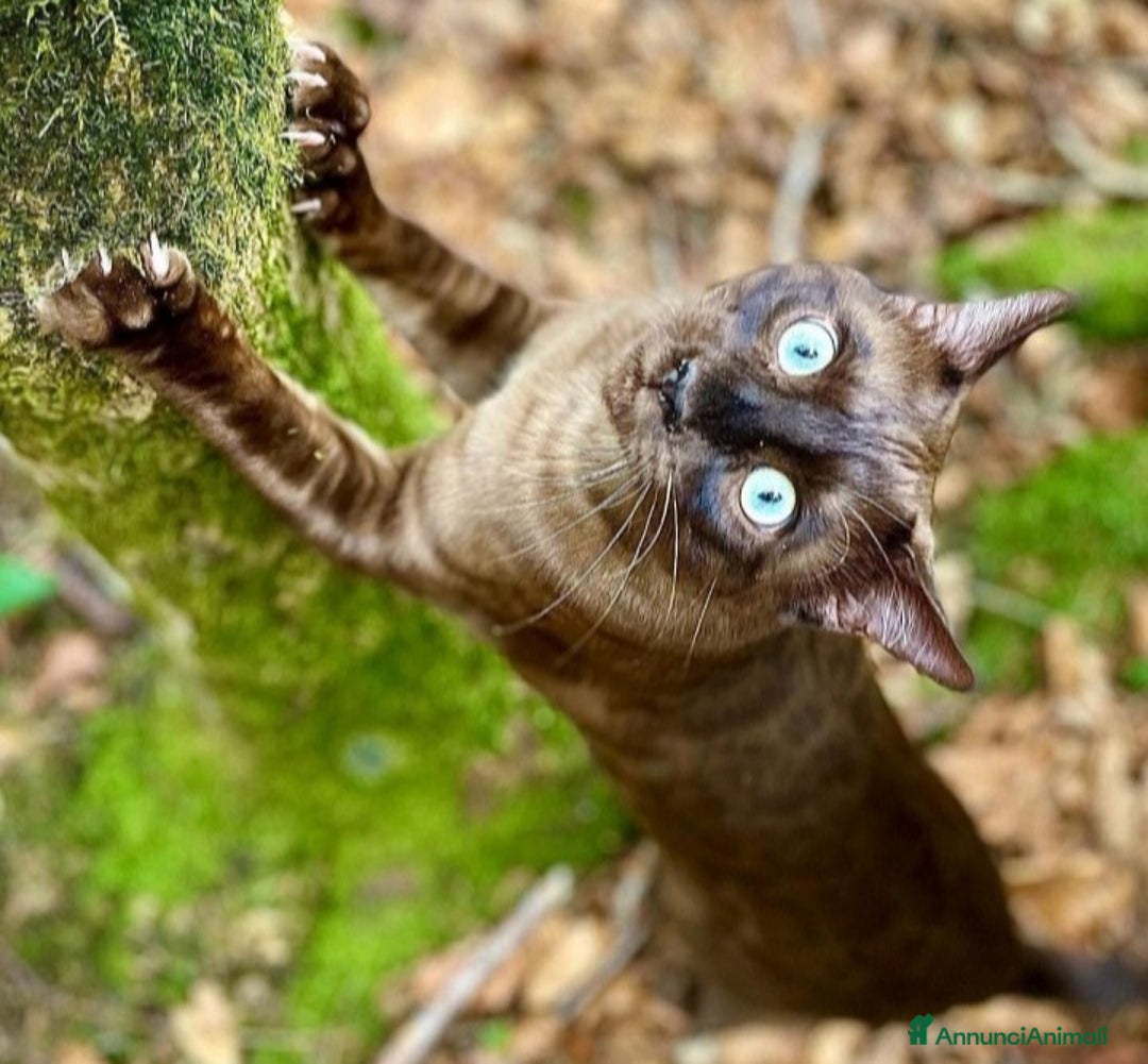 Bengala gatti in vendita: Gatti del bengala con pedigree Anfi - Annuncio 2