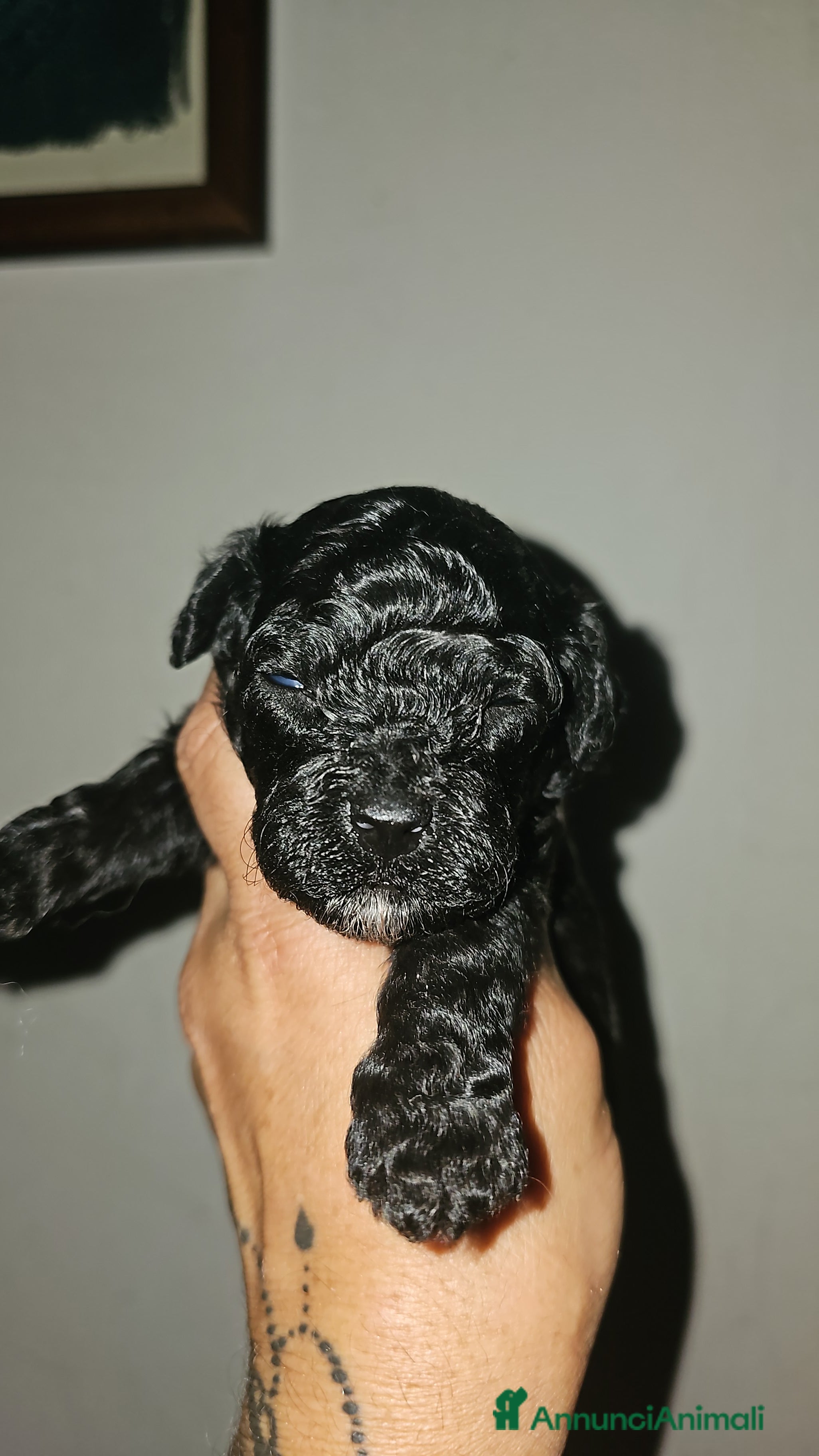 Barboncino Toy cani Barboncini toy  a Città metropolitana di Roma Capitale - Annuncio 3