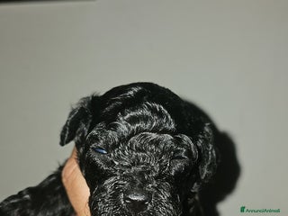 Barboncino Toy cani Barboncini toy a Città metropolitana di Roma Capitale - Annuncio 27