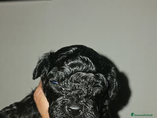 Barboncino Toy cani Barboncini toy a Città metropolitana di Roma Capitale - Annuncio 9