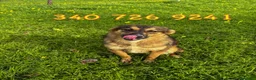 Meticcio cani in regalo: BRENDA 🩷 ha uno di quei sorrisi che restano a Provincia di Verona - Annuncio 2
