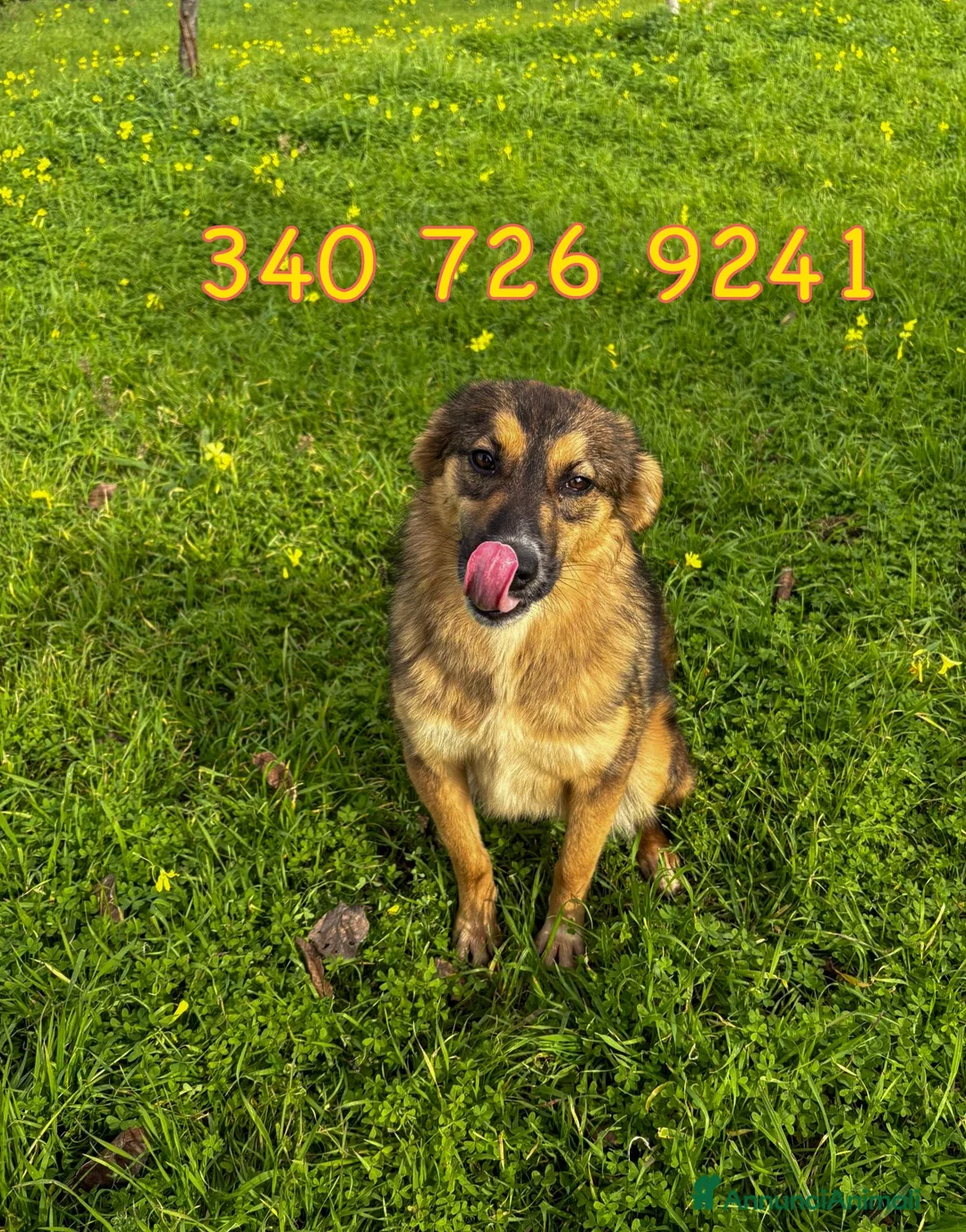 Meticcio cani in regalo: BRENDA 🩷 ha uno di quei sorrisi che restano a Provincia di Verona - Annuncio 2