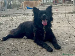 Meticcio cani Simba 11 anni - Annuncio 24