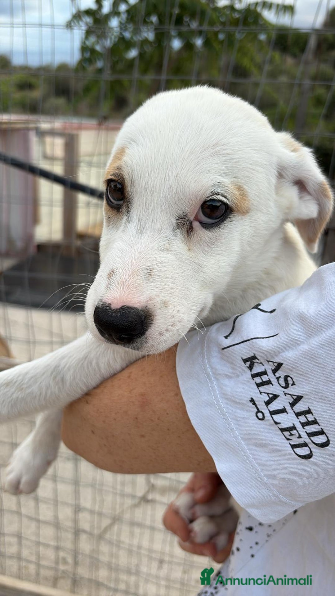 Labrador cani in regalo: Lady una dolcezza pura di 3 mesi a Città Metropolitana di Torino - Immagine 1