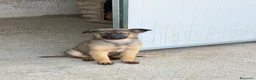 Meticcio cani in regalo: Rose  a Provincia di Pavia - Annuncio 1