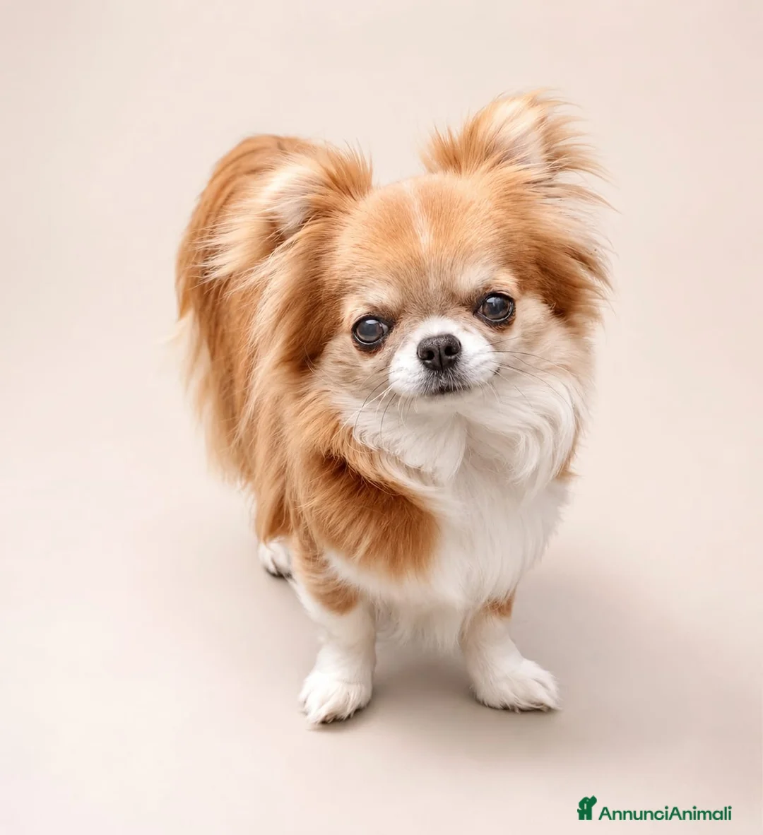 Chihuahua cani in vendita: Cuccioli di Chihuahua con pedigree - Annuncio 6
