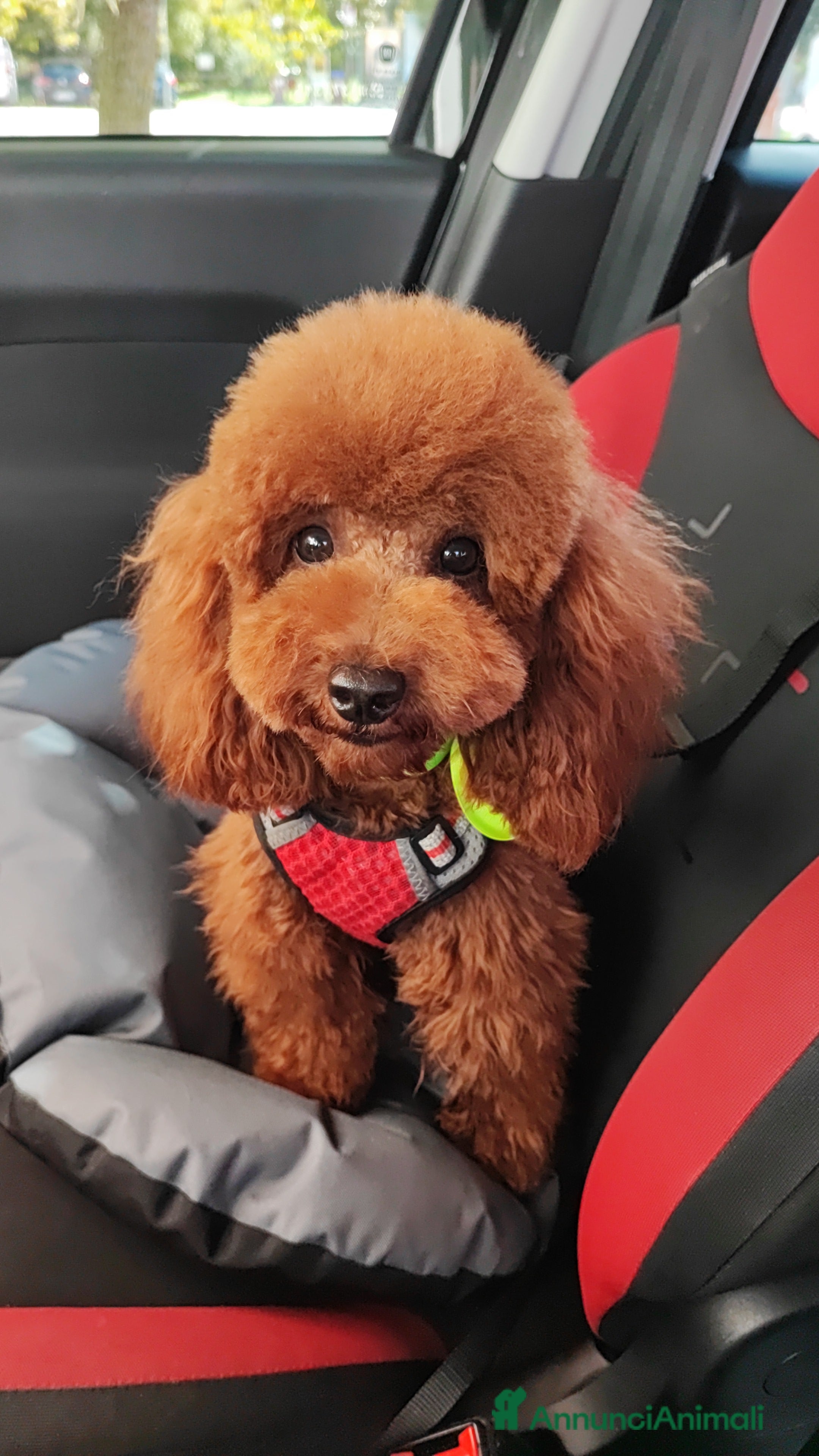 Barboncino Toy cani Piacere sono Arturo! a Provincia di Perugia - Annuncio 9