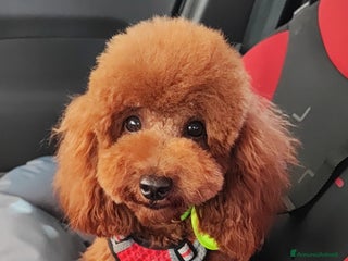 Barboncino Toy cani Piacere sono Arturo! a Provincia di Perugia - Annuncio 26