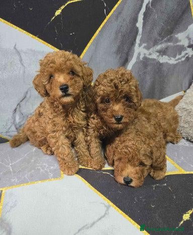 Barboncino Toy cani Tre adorabili cuccioli di barboncino toy rossi - Annuncio 1