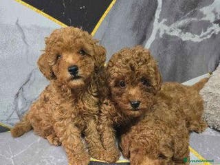 Barboncino Toy cani Tre adorabili cuccioli di barboncino toy rossi - Annuncio 7