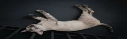 Bengala gatti in vendita: Bengala Snow Leopard Seal Lynx Point  - Annuncio 6