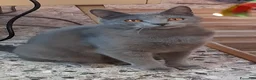 Certosino gatti in vendita: Cessione di Gattina Certosina  - Annuncio 2