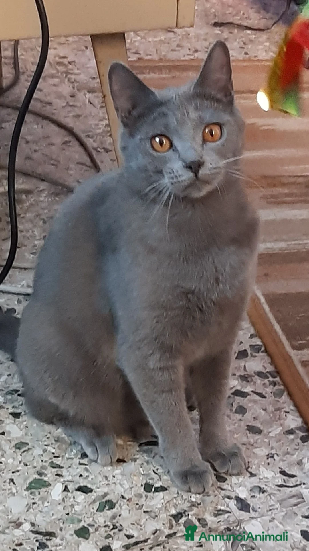 Certosino gatti in vendita: Cessione di Gattina Certosina  - Annuncio 2