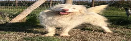Meticcio cani in regalo: TRADITO DA CHI AMAVA! 2 ANNI a Provincia di Ferrara - Annuncio 3