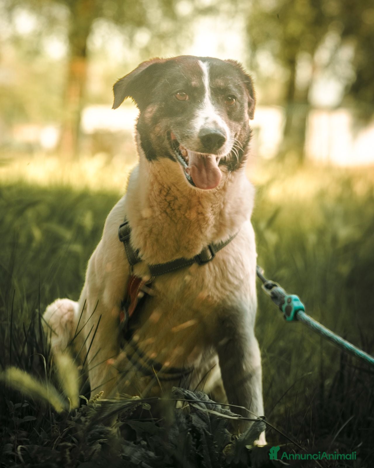 Meticcio cani Cookie, una meticcia tenerissima - Annuncio 5