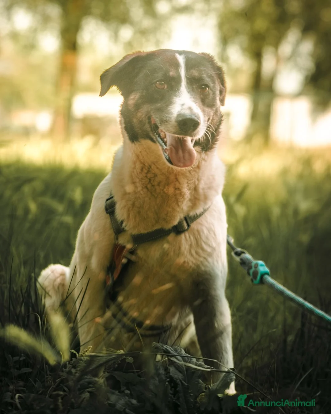 Meticcio cani in regalo: Cookie, una meticcia tenerissima - Annuncio 1