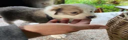 Australian Shepherd cani in vendita: Cucciolo pastore australiano  - Annuncio 3