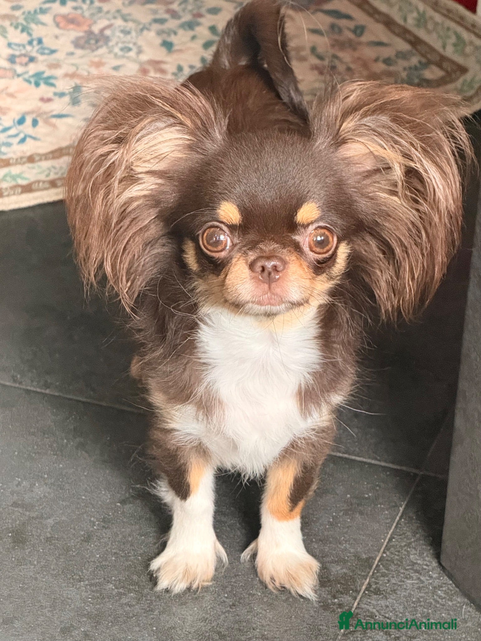 Chihuahua cani Cuccioli di chihuahua  - Annuncio 1