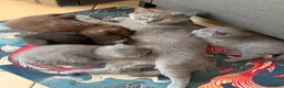 Scottish gatti in vendita: Gattina Scottish Fold Blue a Provincia di Parma - Annuncio 3