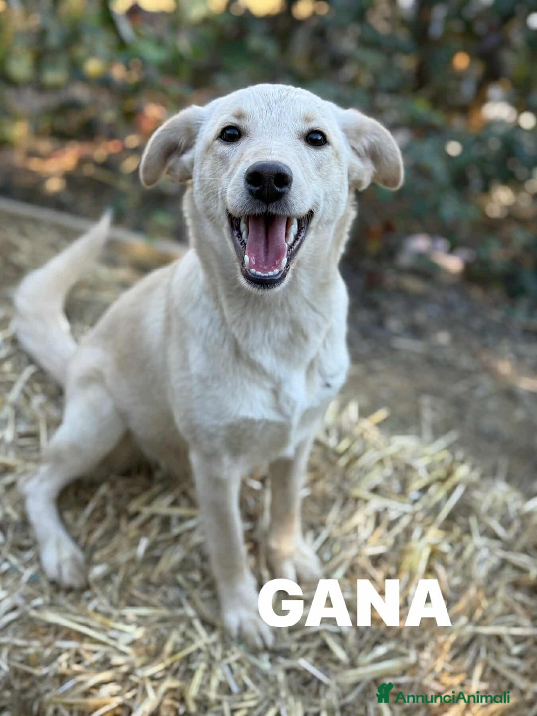 Meticcio cani in regalo: GANA, cucciola super coccolona! Mini Labradorina - Annuncio 3