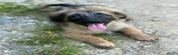 Meticcio cani in regalo: VERA, cucciola tanto DOLCE! Tg MEDIO PICCOLA - Annuncio 5