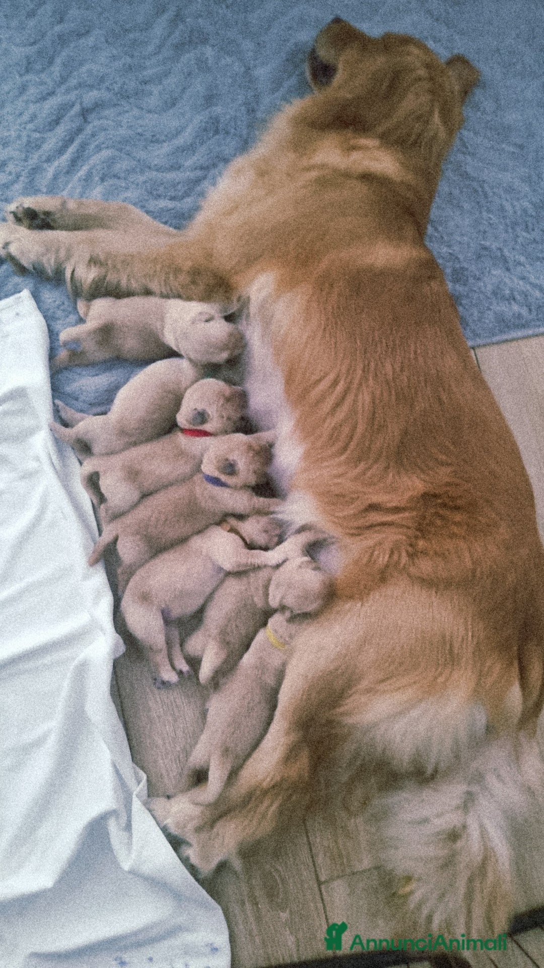 Golden Retriever cani in vendita: Cuccioli Golden Retriver Americani 100% a Provincia di Lucca - Immagine 13