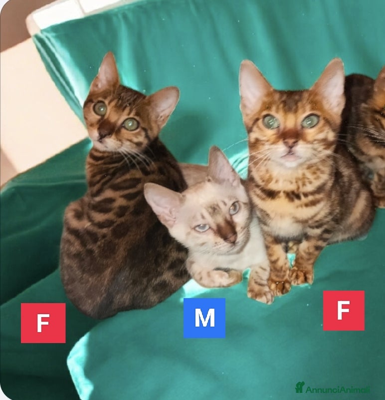 Bengala gatti Gattini del Bengala  - Annuncio 20
