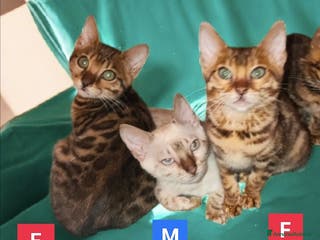 Bengala gatti Gattini del Bengala - Annuncio 20