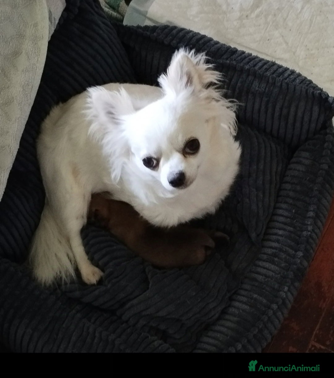 Meticcio cani in vendita: Cucciole  - Annuncio 1