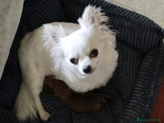 Meticcio cani Cucciole - Annuncio 3