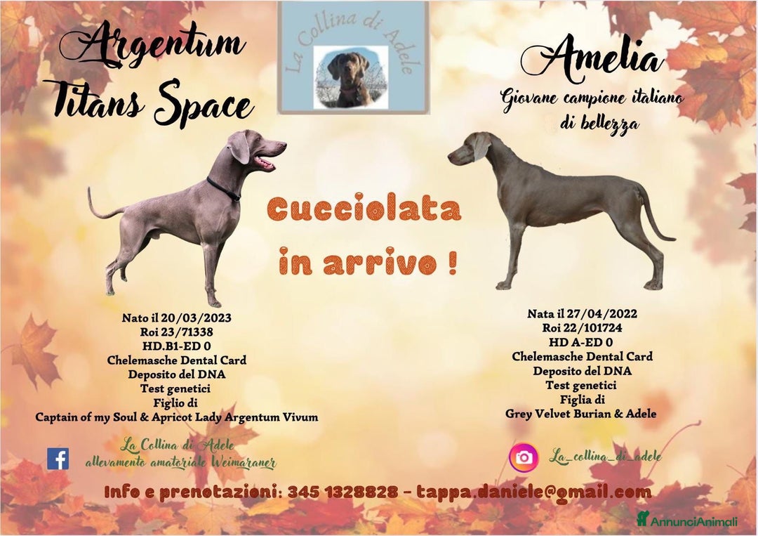 Weimaraner cani in vendita: Cuccioli weimaraner  - Annuncio 2