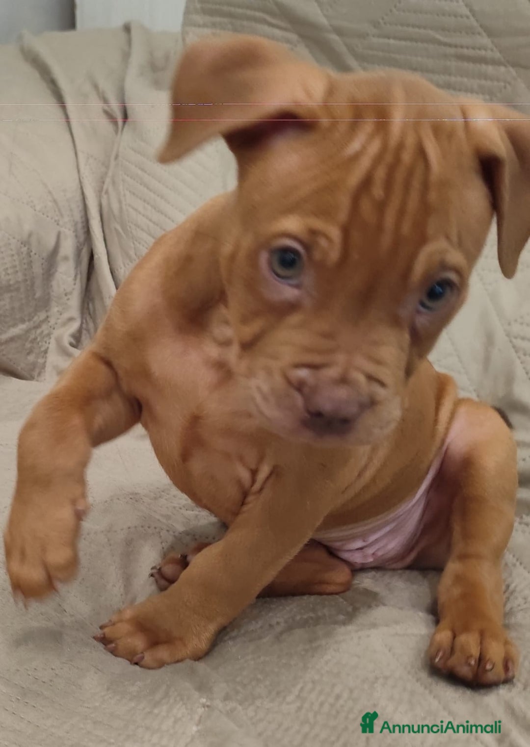 Pitbull cani in vendita: Cuccioli di Pitbull ukc rednose con pedigree  - Annuncio 6