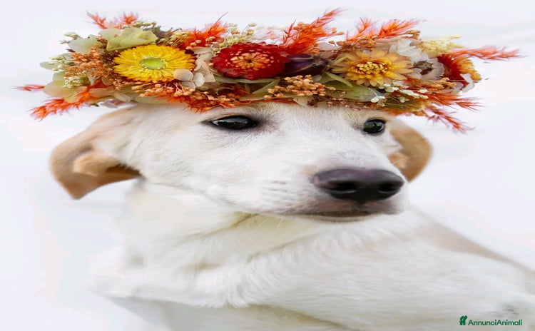 Meticcio cani - Annuncio 12