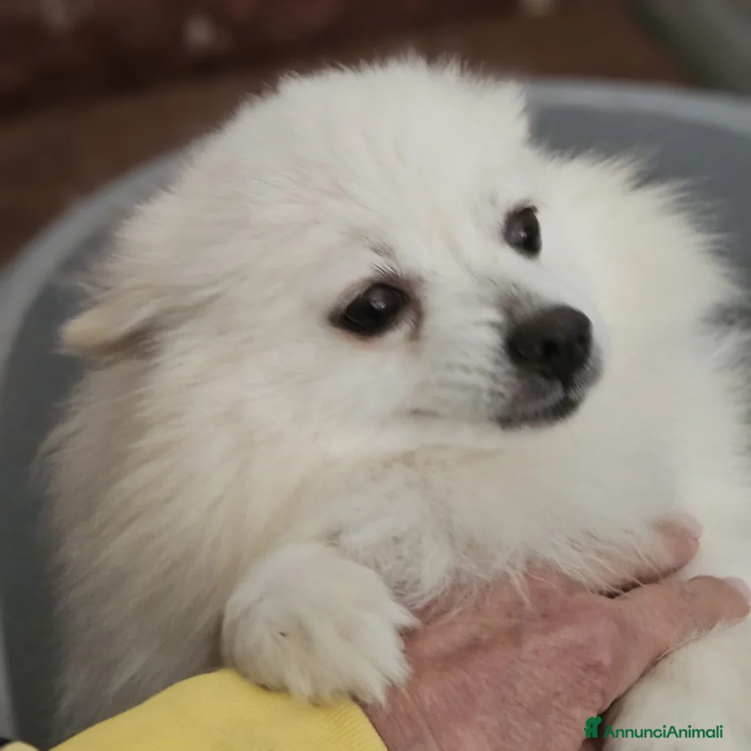 Volpino Italiano cani in vendita: Cuccioli di Volpino Italiano - Annuncio 1