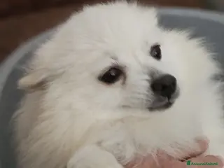 Volpino Italiano cani in vendita: Cuccioli di Volpino Italiano - Annuncio 1