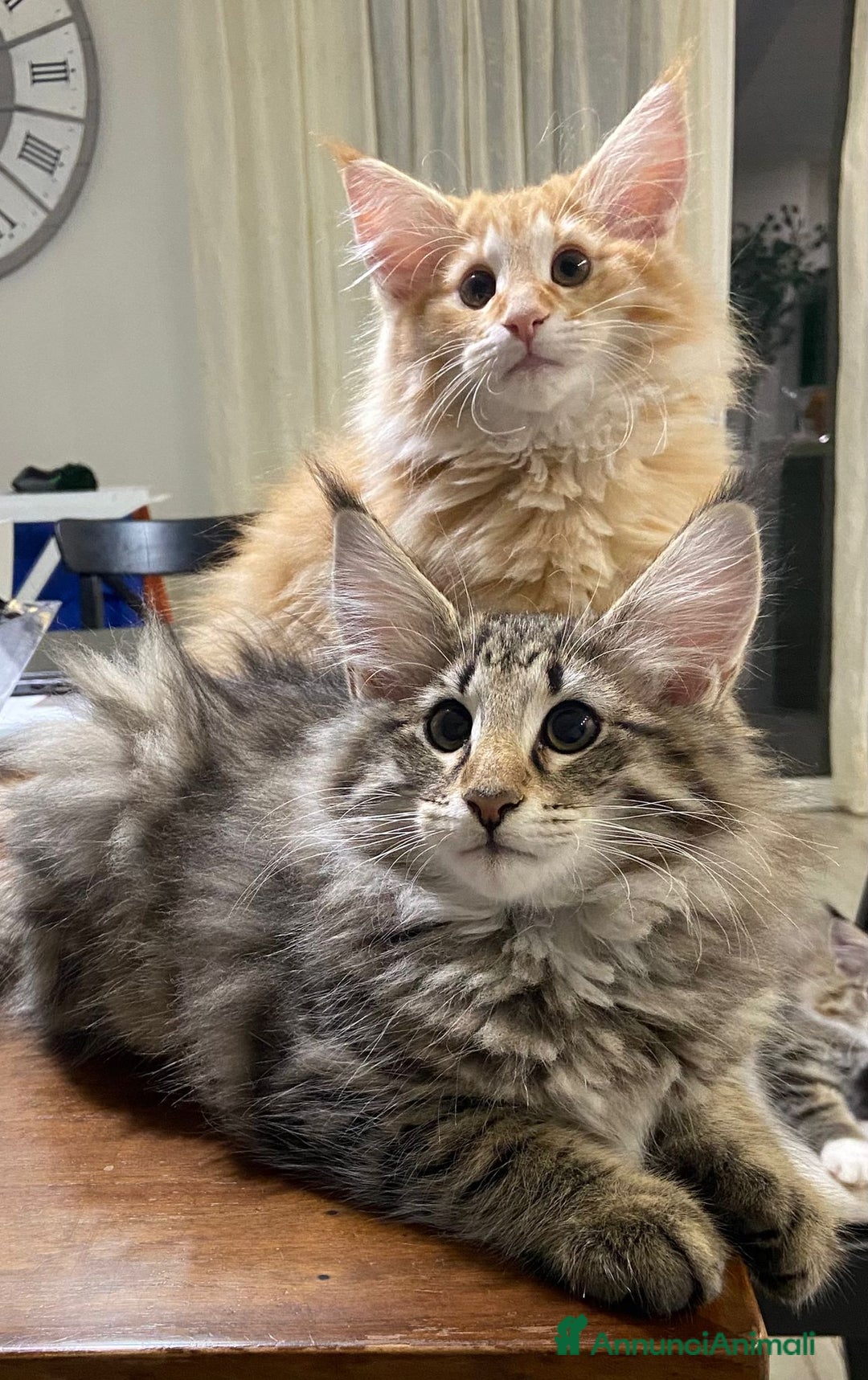 Norvegese gatti in vendita: CUCCIOLI GATTO NORVEGESE DELLE FORESTE - Annuncio 1