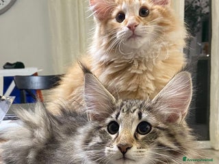 Norvegese gatti CUCCIOLI GATTO NORVEGESE DELLE FORESTE - Annuncio 2