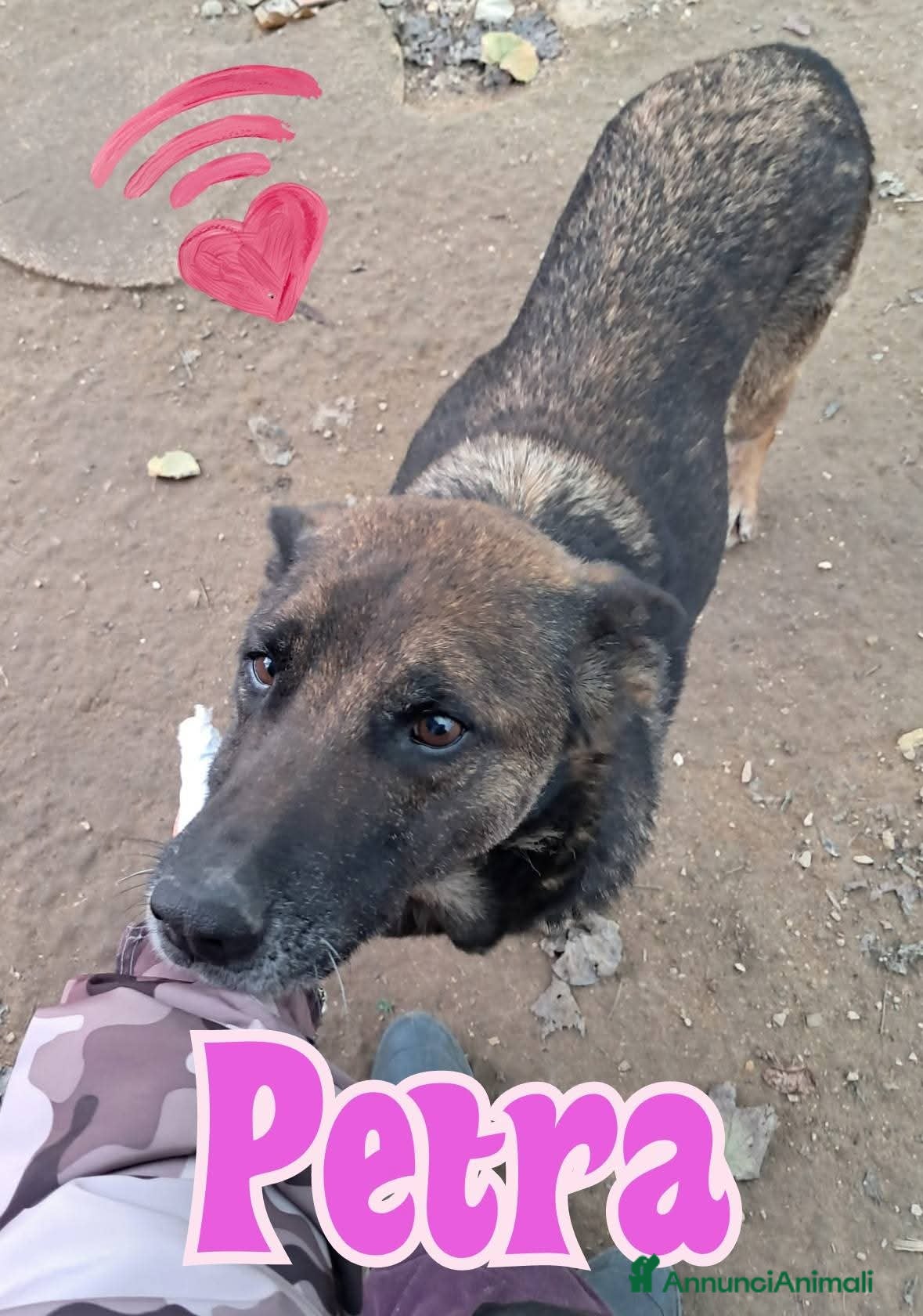 Pastore Tedesco cani PETRA simil pastore Tedesco grigio - Annuncio 4