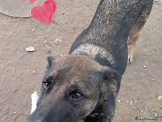 Pastore Tedesco cani PETRA simil pastore Tedesco grigio - Annuncio 4