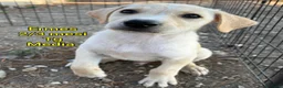Meticcio cani in regalo: SALVA UN CUCCIOLO!!! a Provincia di Reggio Emilia - Annuncio 6