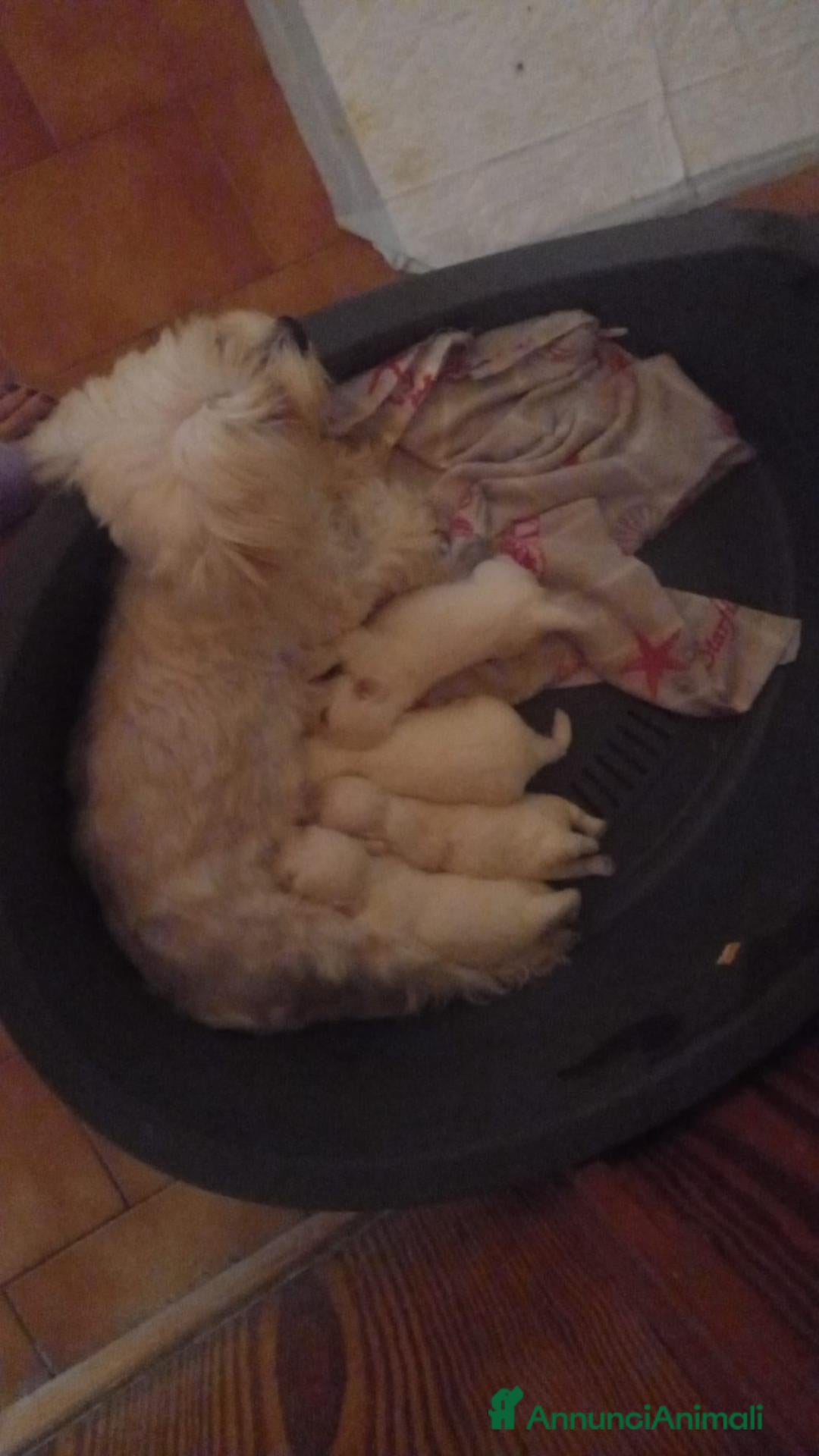Maltese cani Vendesi 2 cuccioli  - Annuncio 3