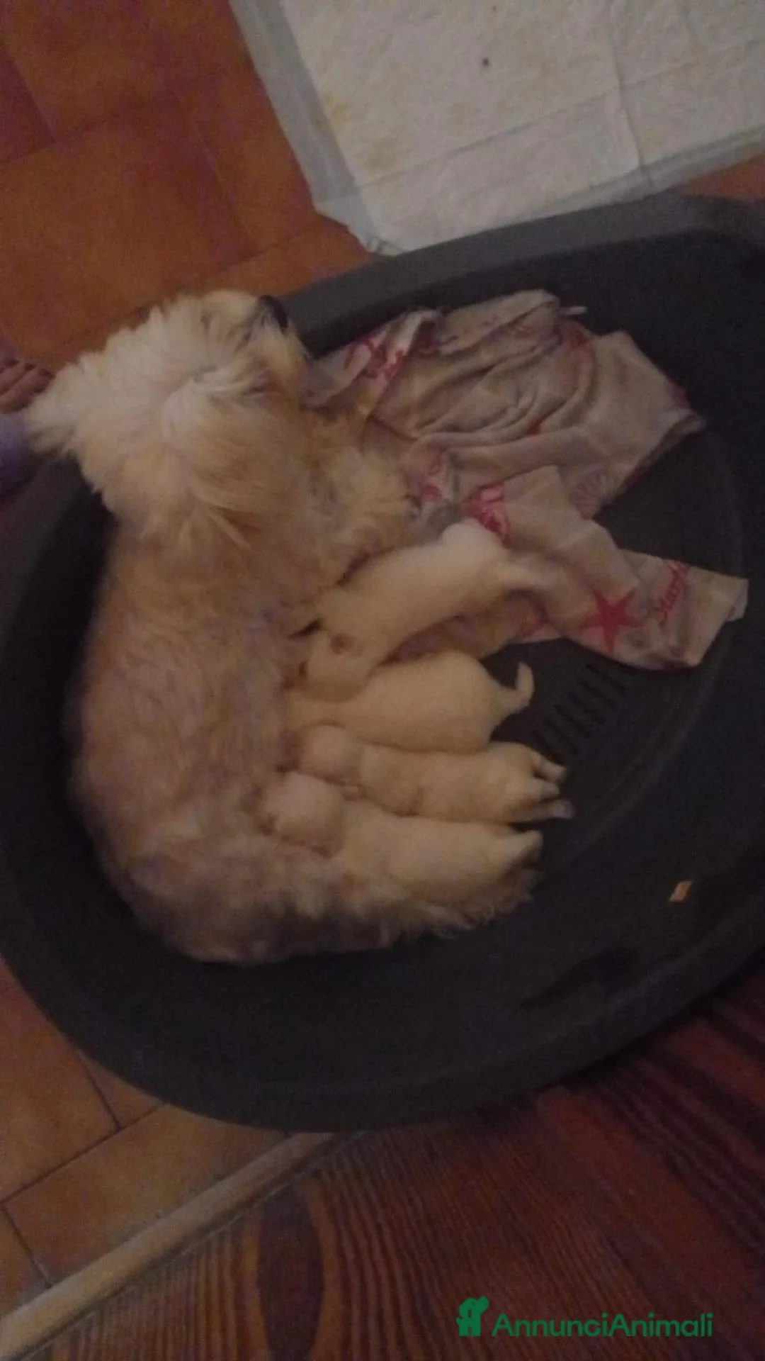 Maltese cani in vendita: Vendesi 2 cuccioli  - Annuncio 1