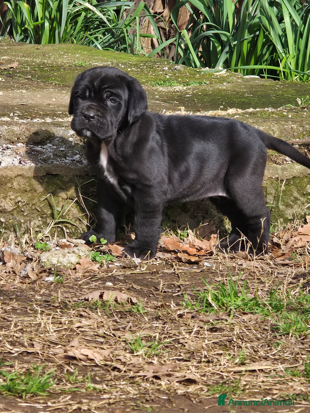 Mastino Napoletano cani in vendita: Cuccioli di Mastino Napoletano - Annuncio 33